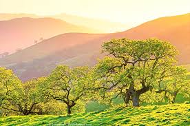 Branching Out: 5 Cool Facts About Oak Trees